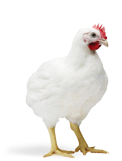 Chicken Transparent