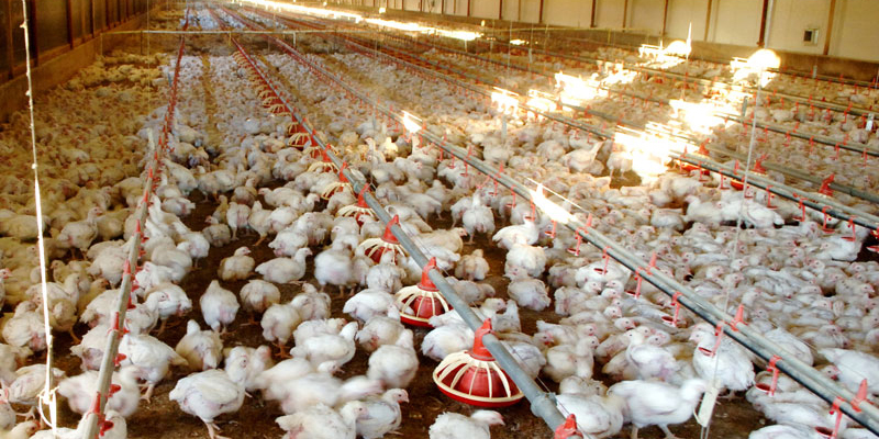 Contract Poultry Farming