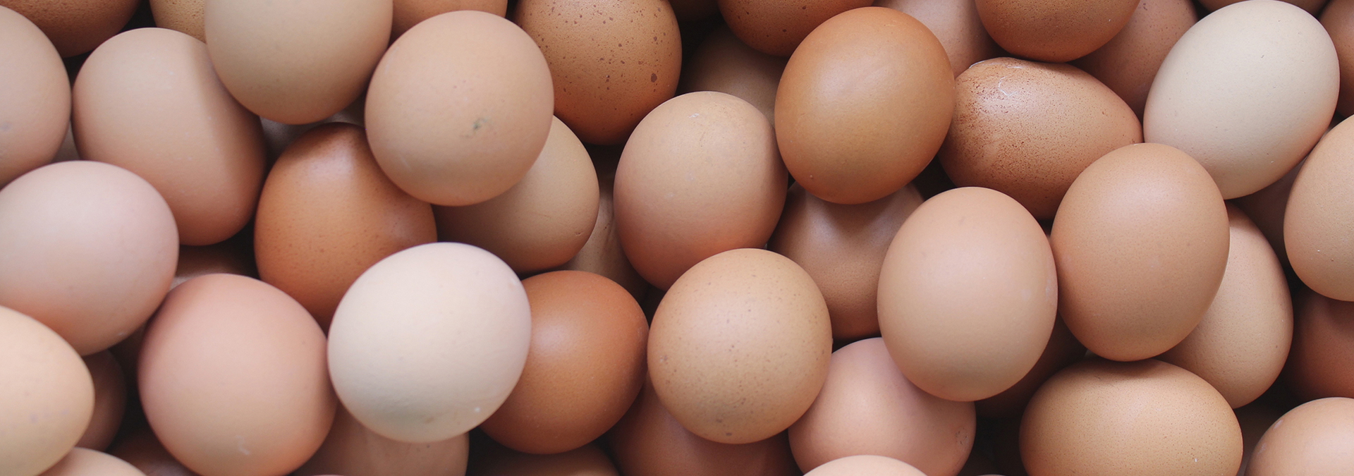 SC Poultry Federation Eggs