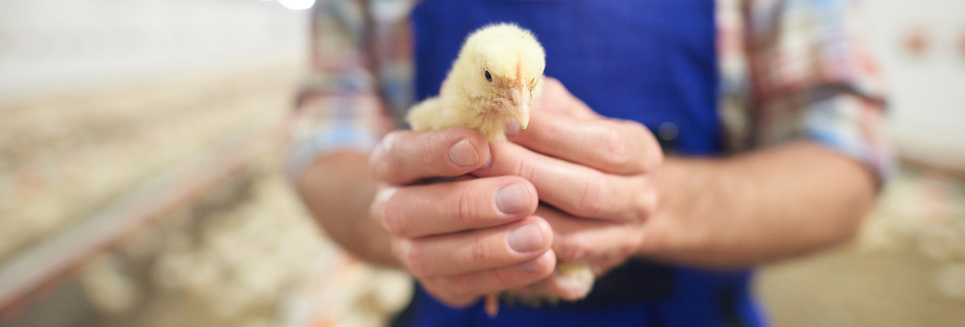 South Carolina Poultry Federation Economic Impact