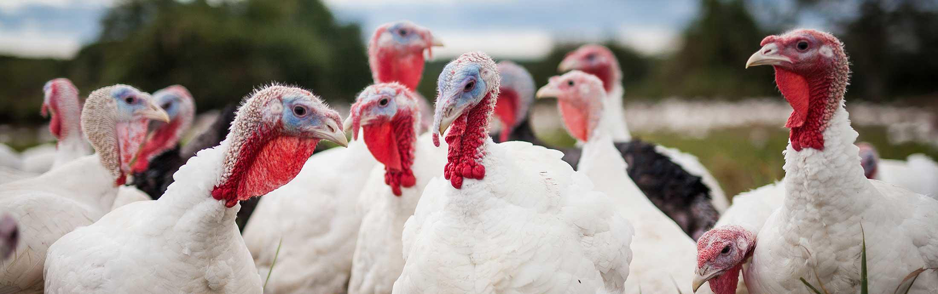 South Carolina Poultry Federation Highlights