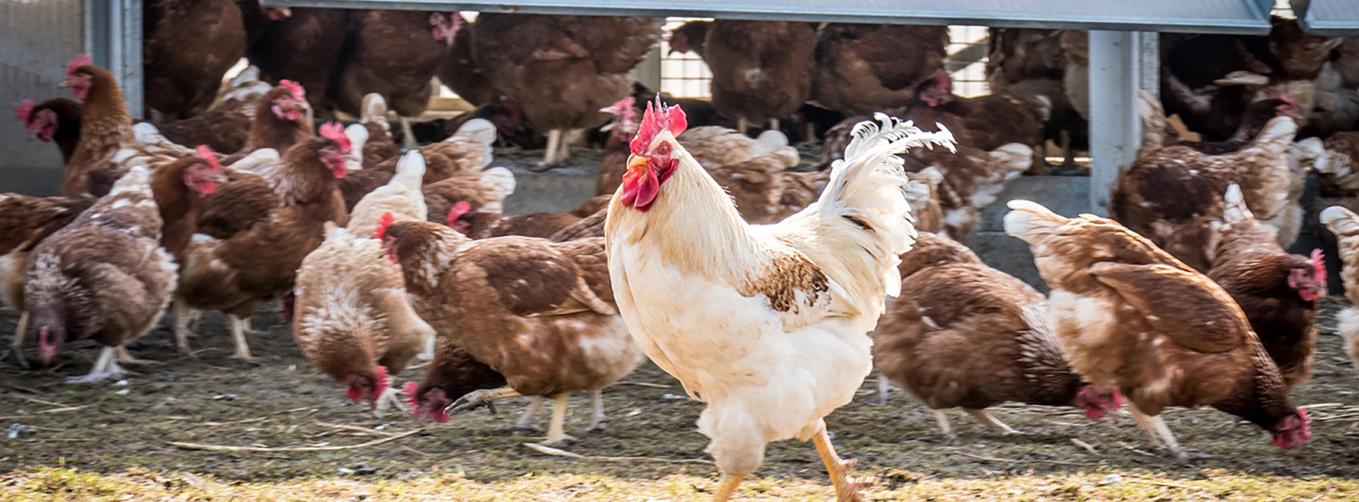 South Carolina Poultry Federation Membership