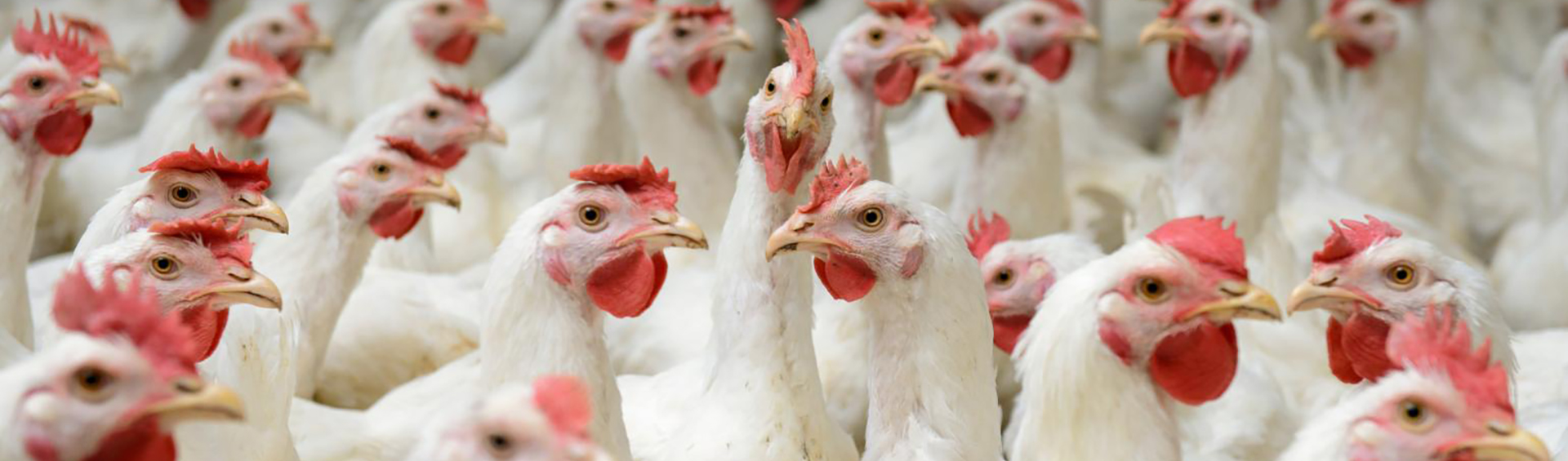 Poultry Farming | South Carolina Poultry Federation